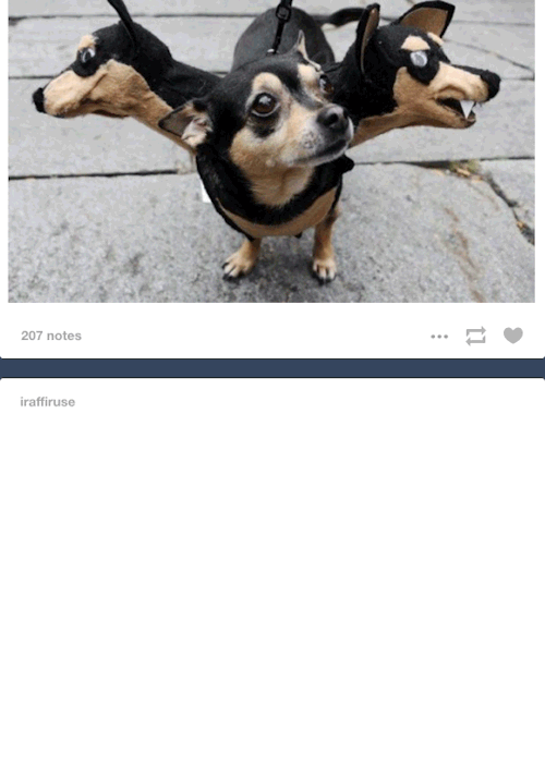 spider-on-the-screen.gif