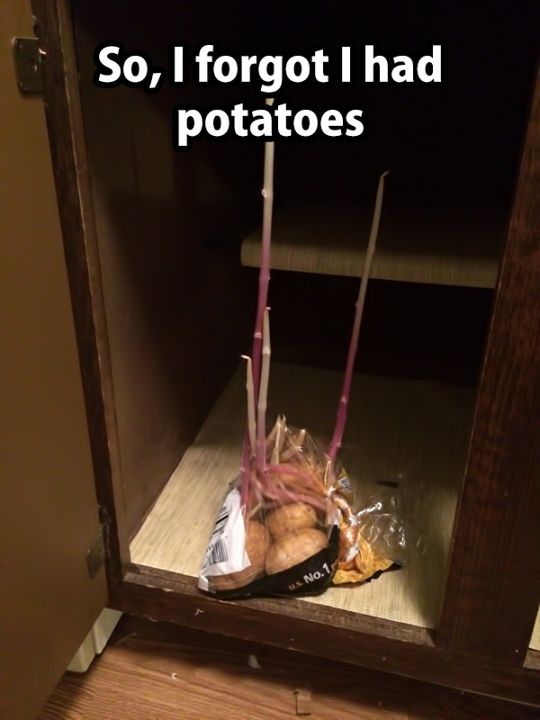 spuds.jpg