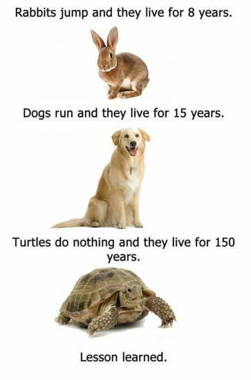 Stuff-animals-taught-me....jpg