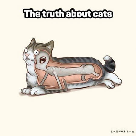 the truth about cats.gif
