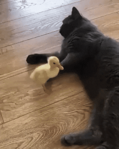 This-cats-not-in-the-mood.gif