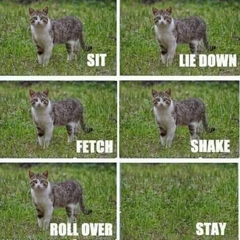 TRAINING-YOUR-CAT.jpg