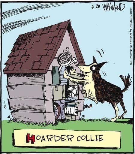 Type-Of-Collie.jpg