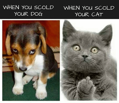when you scold your cat.gif
