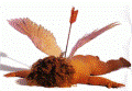 cupid.gif