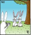 bunny.jpg