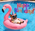 #F7768A.gif